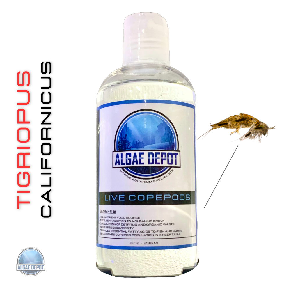Buy live copepods 2025