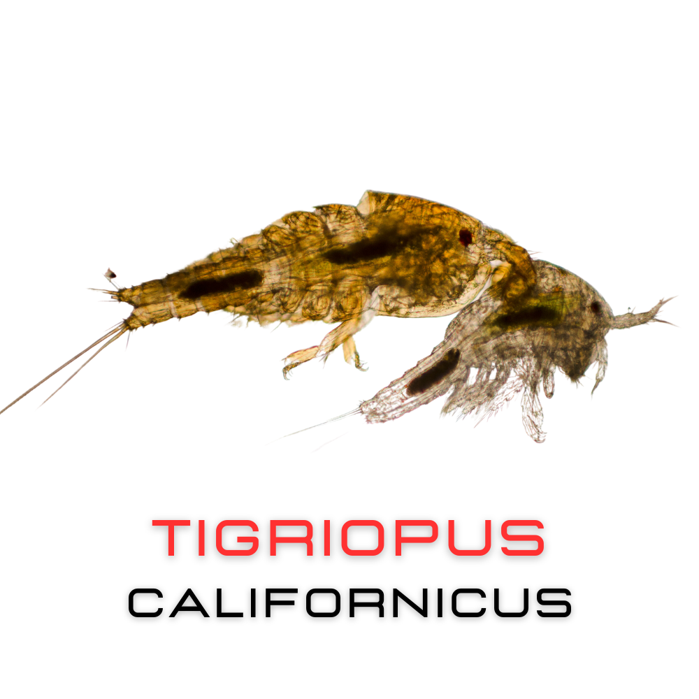Tigriopus Californicus Copepods